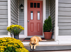 a yellow dog sleeps peacefully in the sun on the front porch of a recently renovated home; she is surrounded by freshly placed plants soaking up the spring sunshine